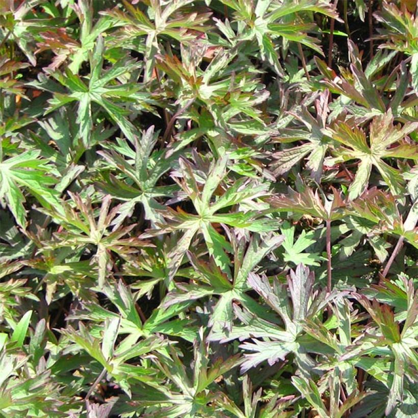 Geranio de prado Marshmallow - Geranium pratense (Follaje)