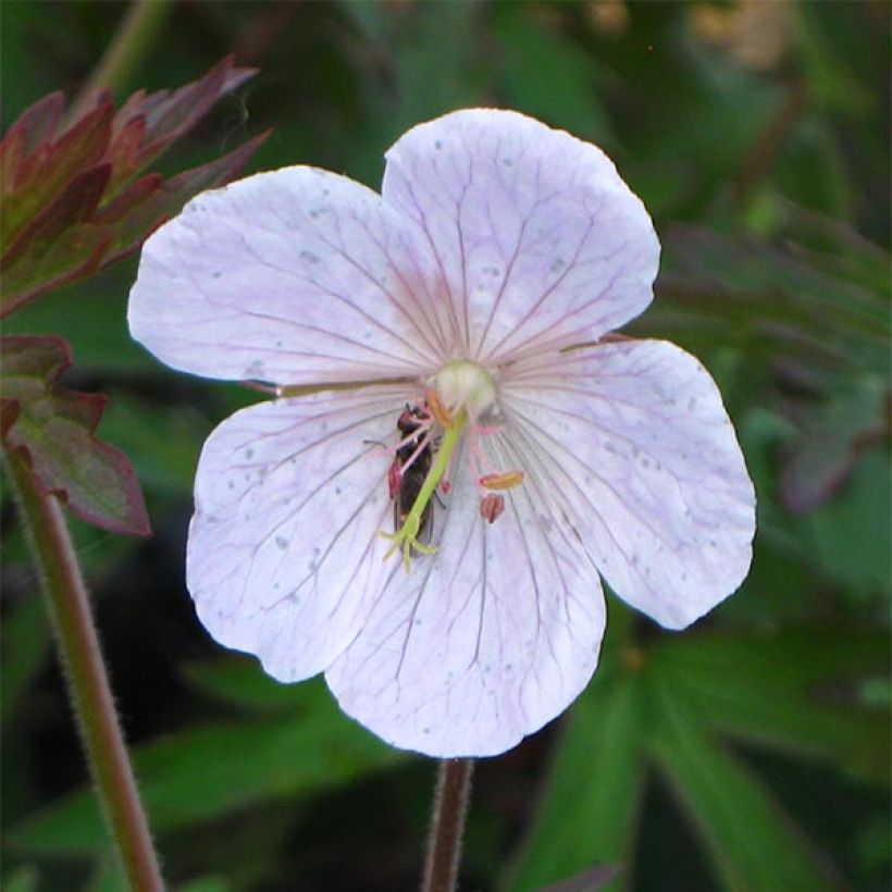 Geranio de prado Marshmallow - Geranium pratense (Floración)