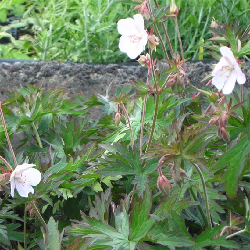 Geranio de prado Marshmallow - Geranium pratense (Porte)