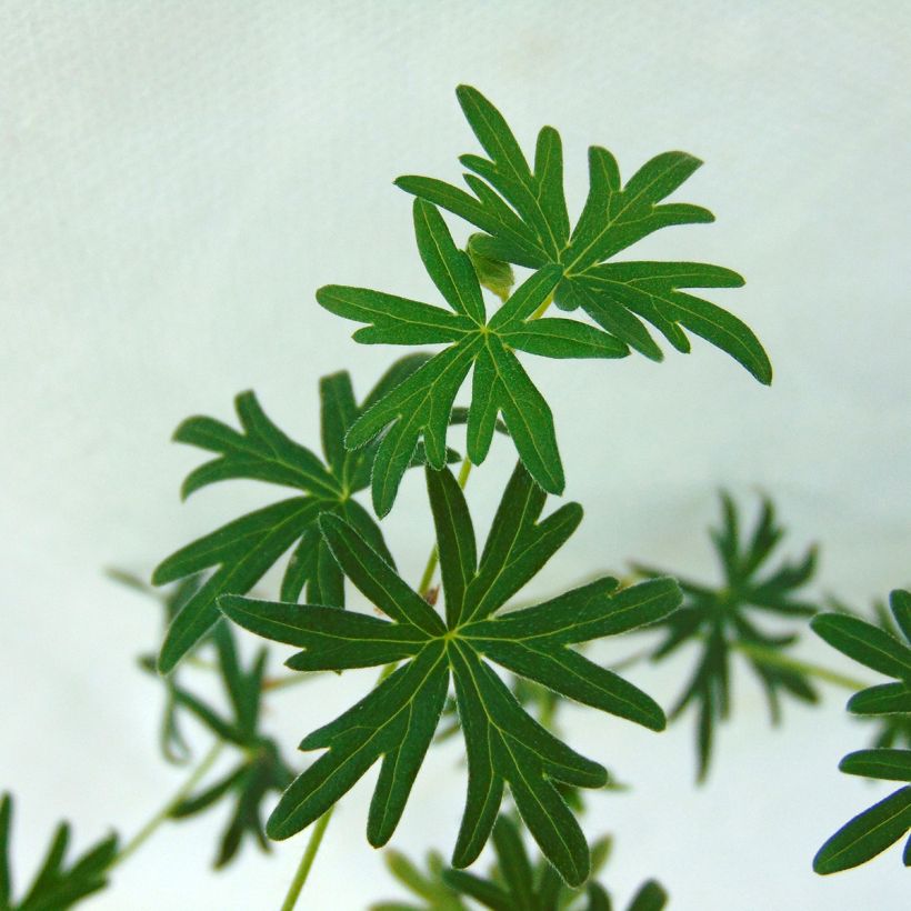 Geranio de prado Plenum Album - Geranium pratense (Follaje)