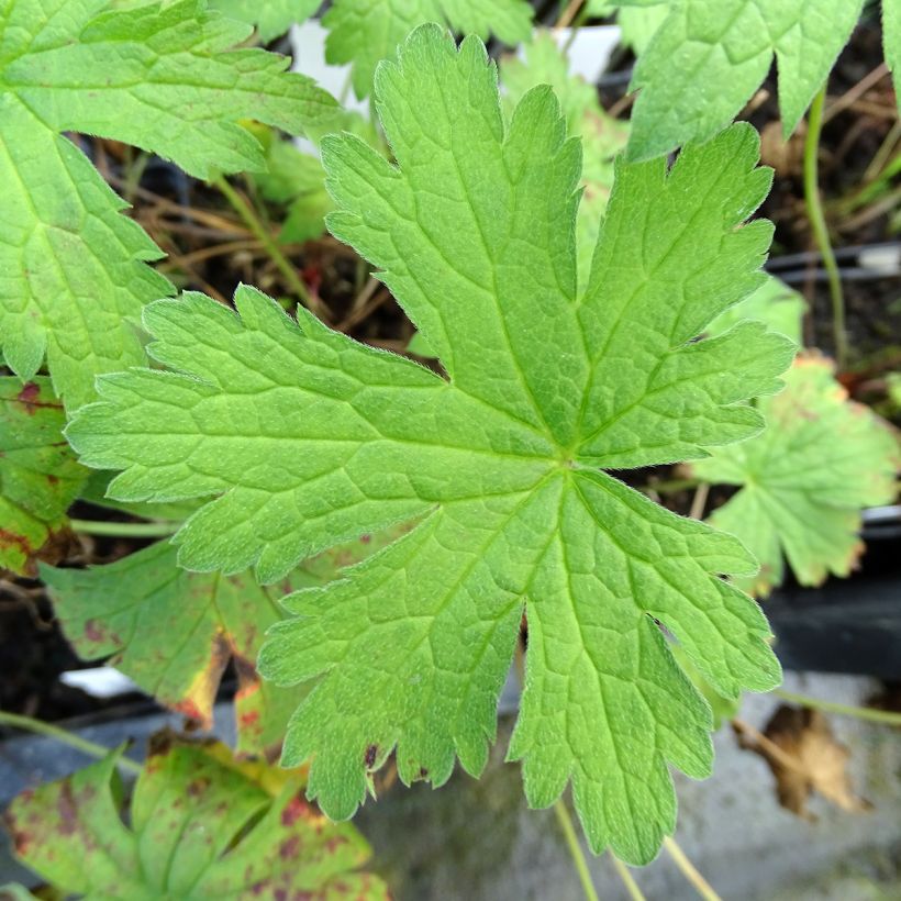 Geranio de prado Plenum Violaceum - Geranium pratense (Follaje)