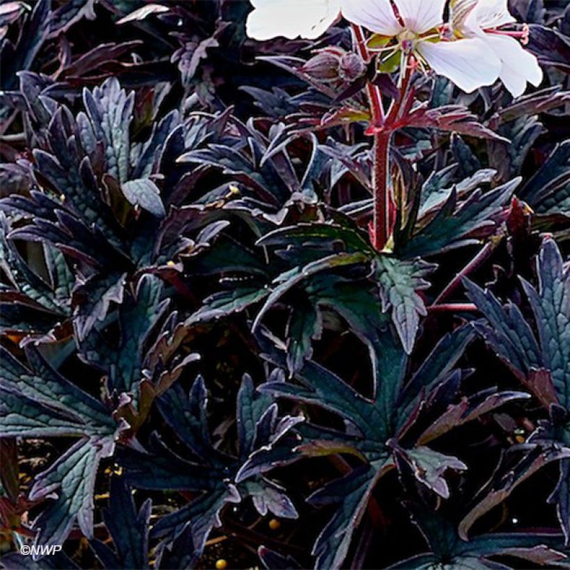 Geranio de prado Purple Ghost - Geranium pratense (Follaje)