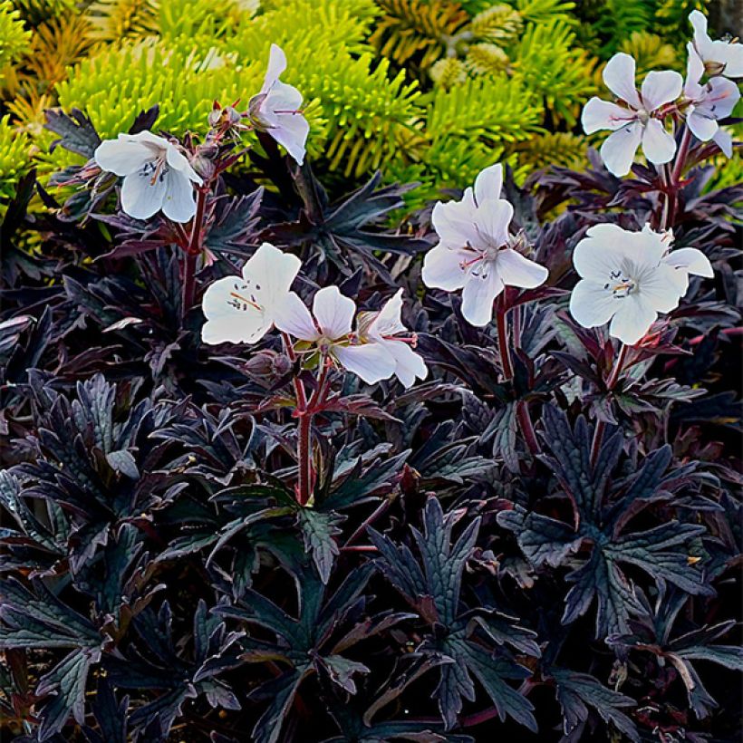 Geranio de prado Purple Ghost - Geranium pratense (Porte)