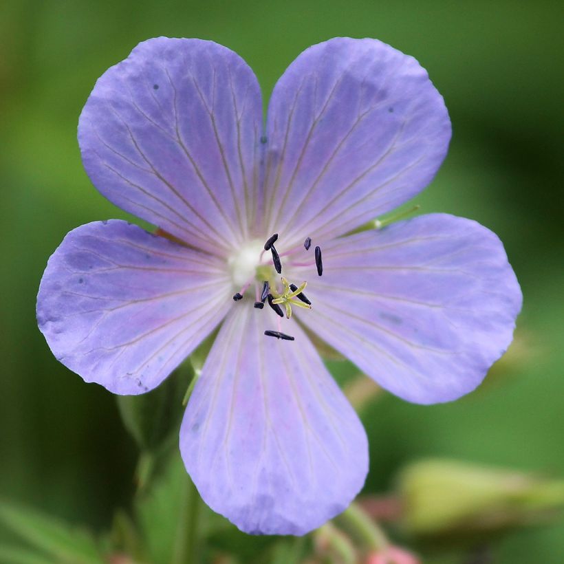 Geranio de prado Victor Reiter Junior - Geranium pratense (Floración)