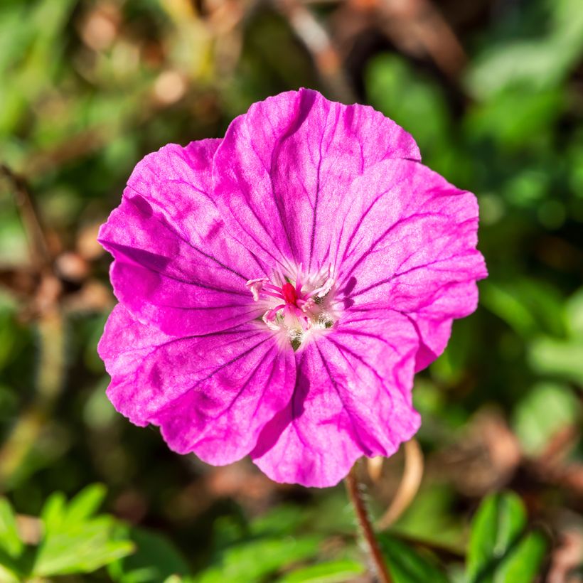 Geranio de sangre Ankum's Pride - Geranium sanguineum (Floración)