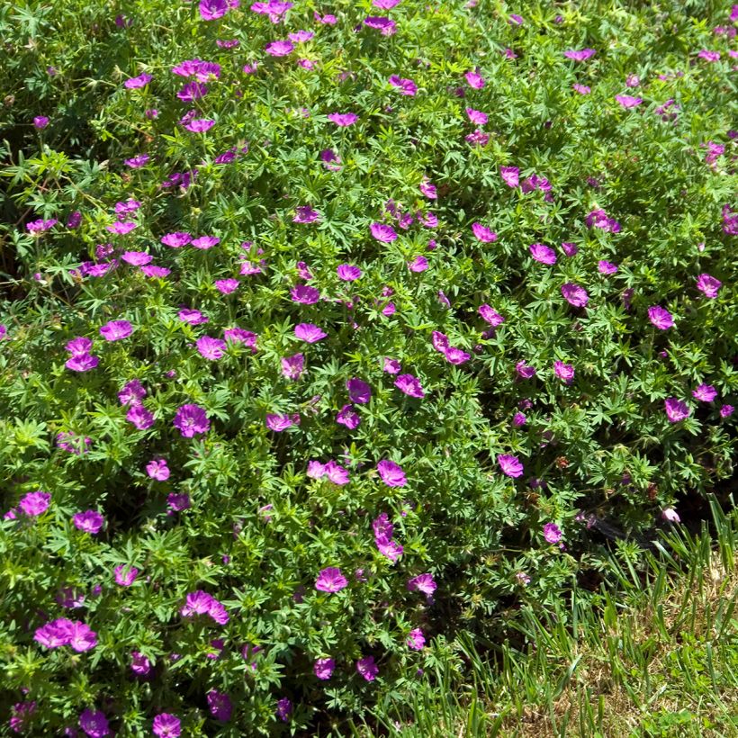 Geranio de sangre Compactum - Geranium sanguineum (Porte)