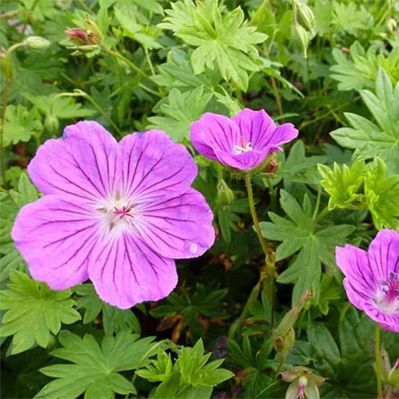 Geranio de sangre Hannelore - Geranium sanguineum (Floración)