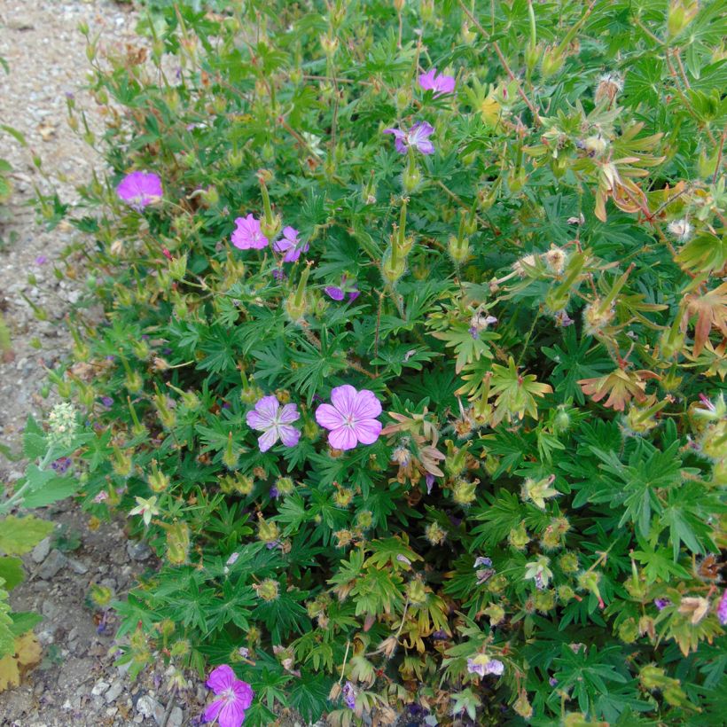 Geranio de sangre Hannelore - Geranium sanguineum (Porte)