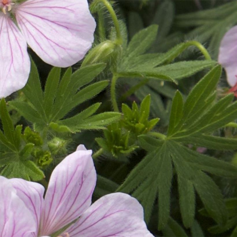 Geranio de sangre Pink Pouffe - Geranium sanguineum (Follaje)