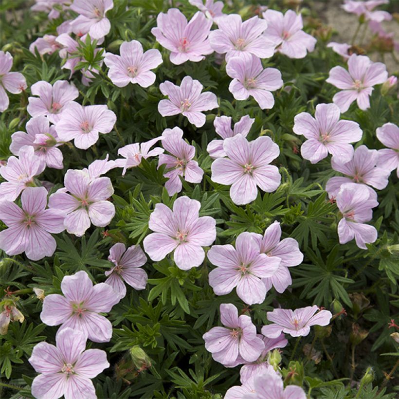 Geranio de sangre Pink Pouffe - Geranium sanguineum (Floración)