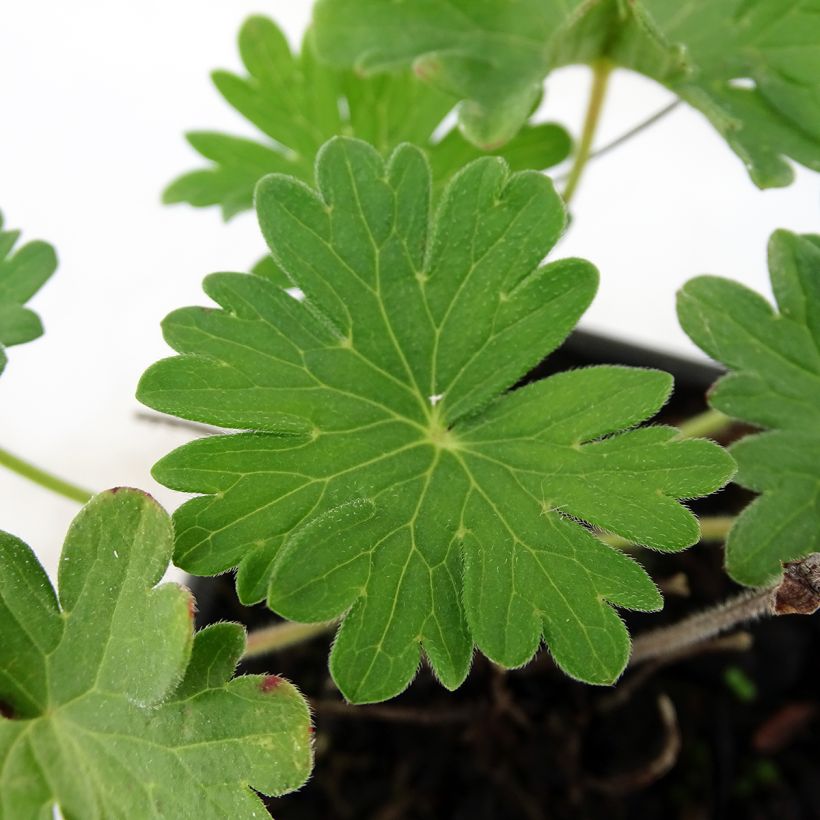 Geranio de sangre Vision - Geranium sanguineum (Follaje)