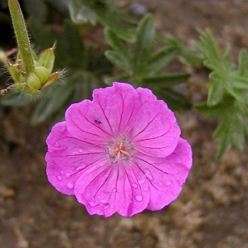 Geranio de sangre Vision - Geranium sanguineum (Floración)