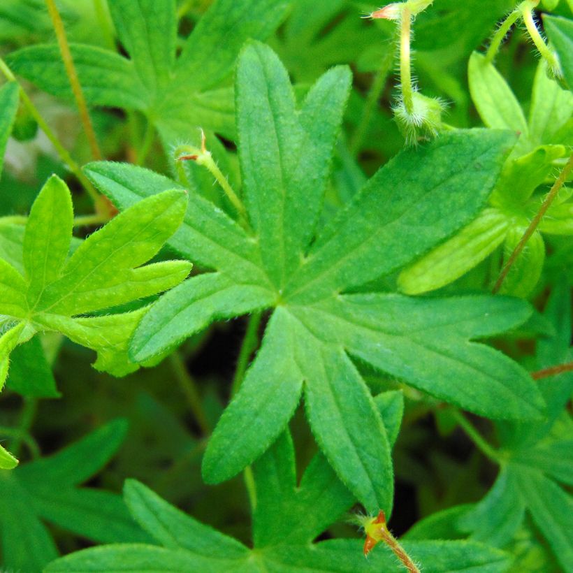 Geranio de sangre var. striatum - Geranium sanguineum (Follaje)