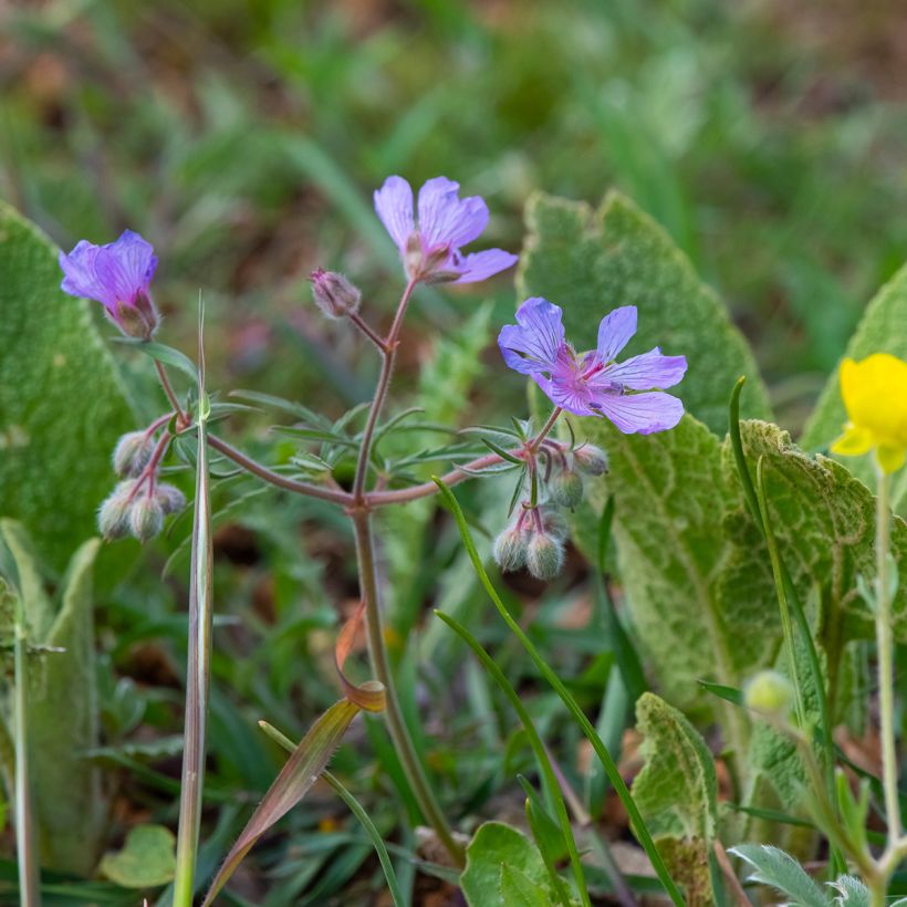 Geranium tuberosum - Geranio vivaz (Porte)