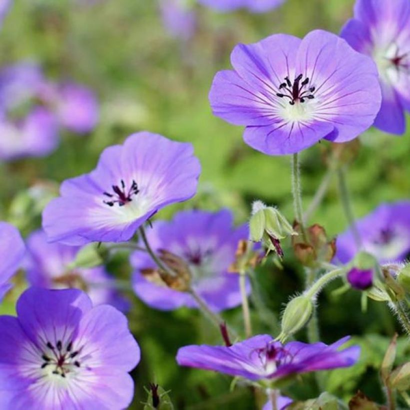 Geranio wallichianum Censation Daily Blue - Geranio vivaz (Floración)