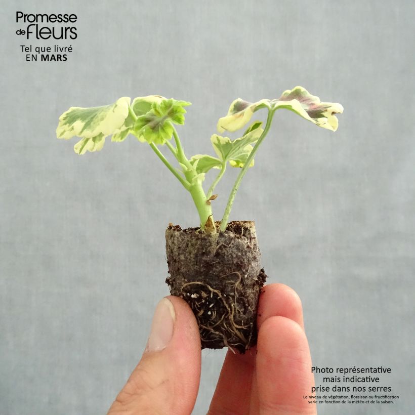 Géranium zonale Mrs Pollock - Pelargonium fantaisie  Mini-motte 4 cm Ejemplar entregado en la primavera