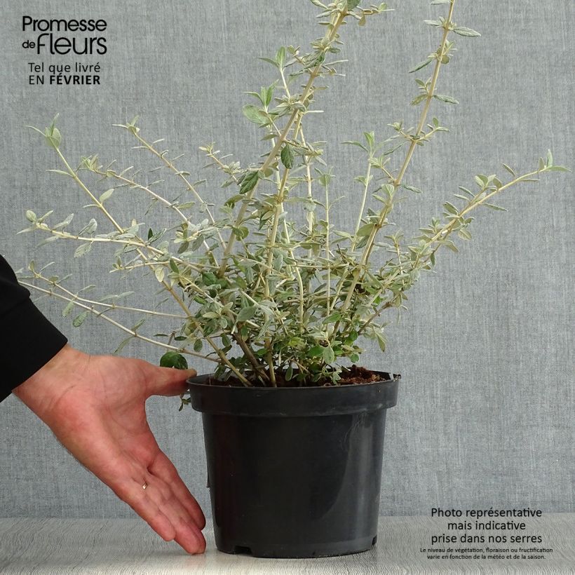 Ejemplar de Germandrée arbustive - Teucrium fruticans Pot de 2L/3L entregado en otoño