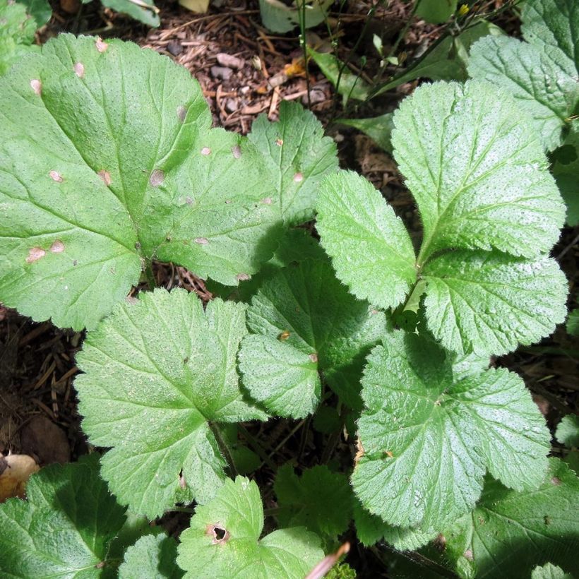 Geum Cocktail Alabama Slammer - Hierba de San Benito (Follaje)