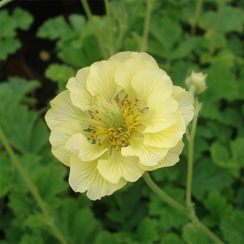 Geum Banana Daiquiri - Hierba de San Benito (Floración)