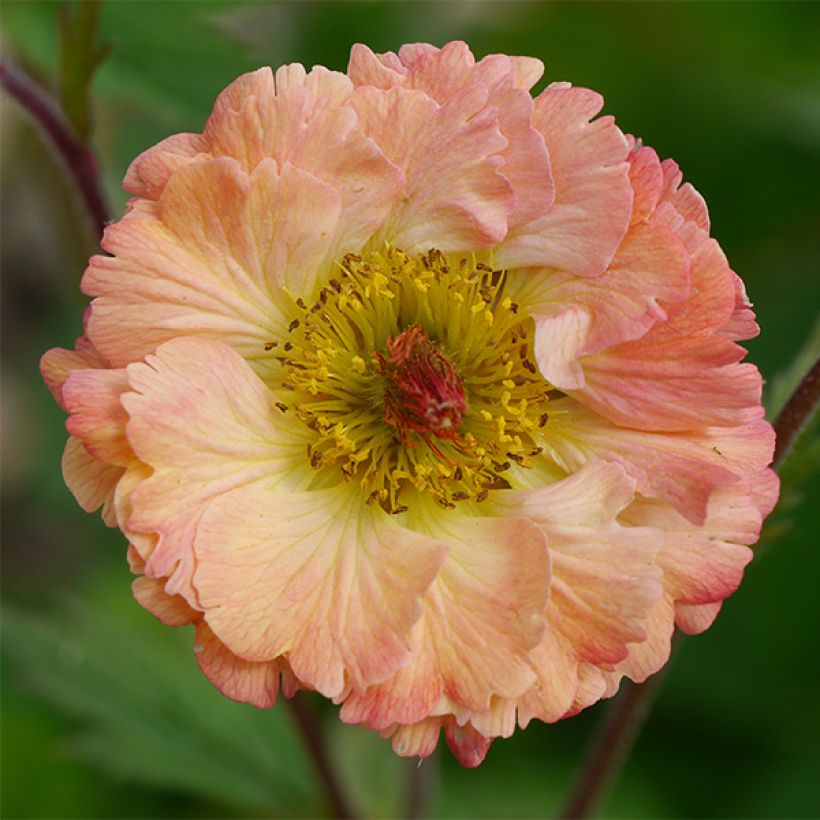 Geum Bell Bank - Hierba de San Benito (Floración)