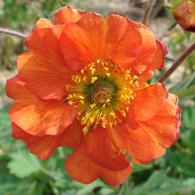 Geum coccineum Borisii - Hierba de San Benito (Floración)