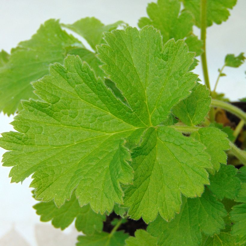 Geum coccineum Cocktail Gimlet - Hierba de San Benito (Follaje)