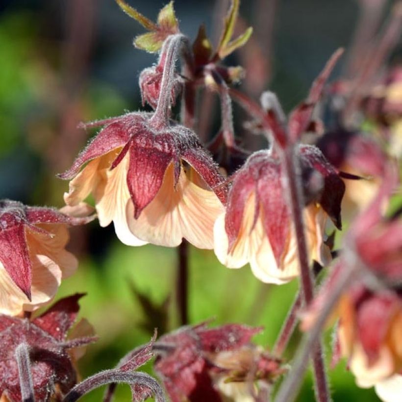 Geum rivale Coppertone - Hierba de San Benito (Floración)