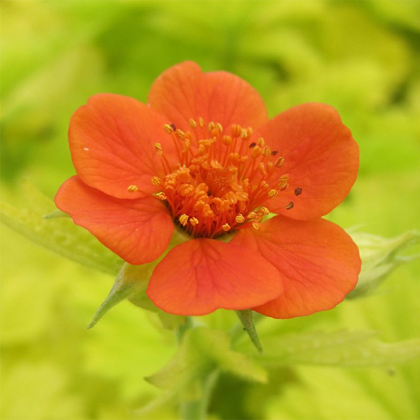 Geum Eos - Hierba de San Benito (Floración)