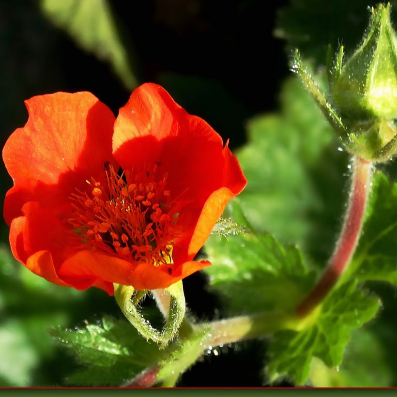 Geum chiloense Feuerball - Hierba del Clavo (Floración)