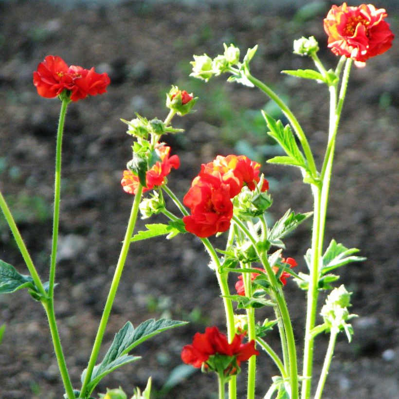 Geum chiloense Feuerball - Hierba del Clavo (Porte)