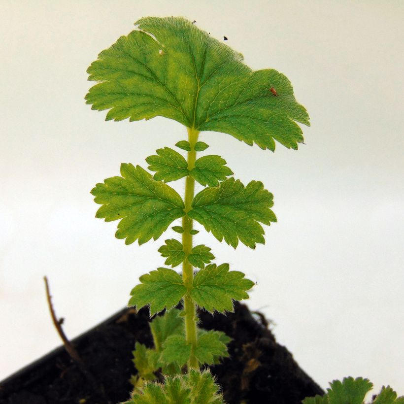 Geum chiloense Feuerball - Hierba del Clavo (Follaje)