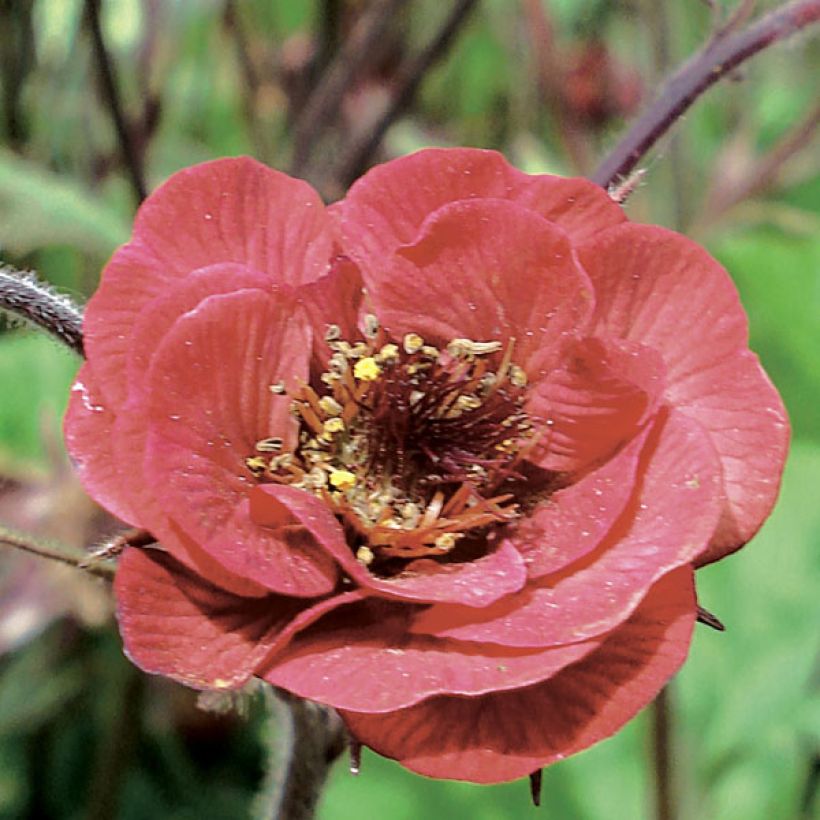 Geum Flames of Passion - Hierba de San Benito (Floración)