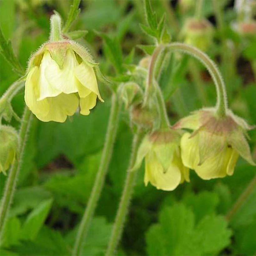 Geum rivale Lemon Drops - Hierba de San Benito (Floración)