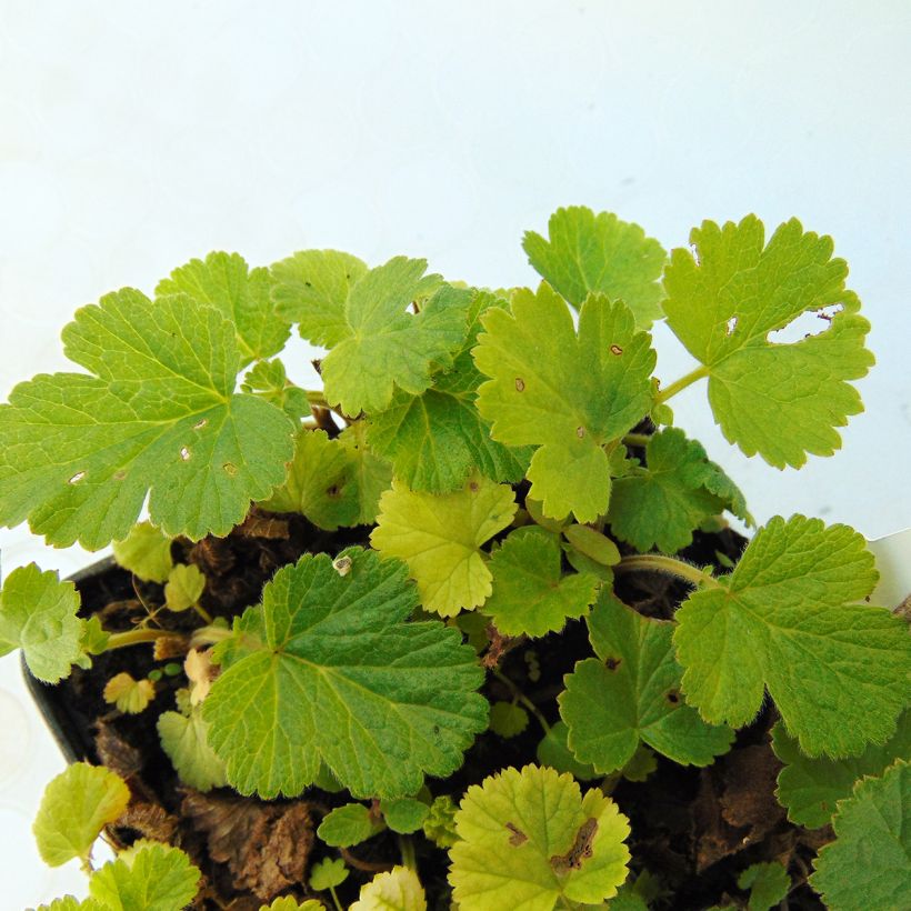 Geum rivale Lemon Drops - Hierba de San Benito (Follaje)