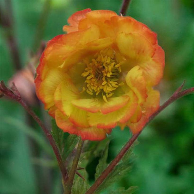 Geum coccineum Nonna - Hierba de San Benito (Floración)