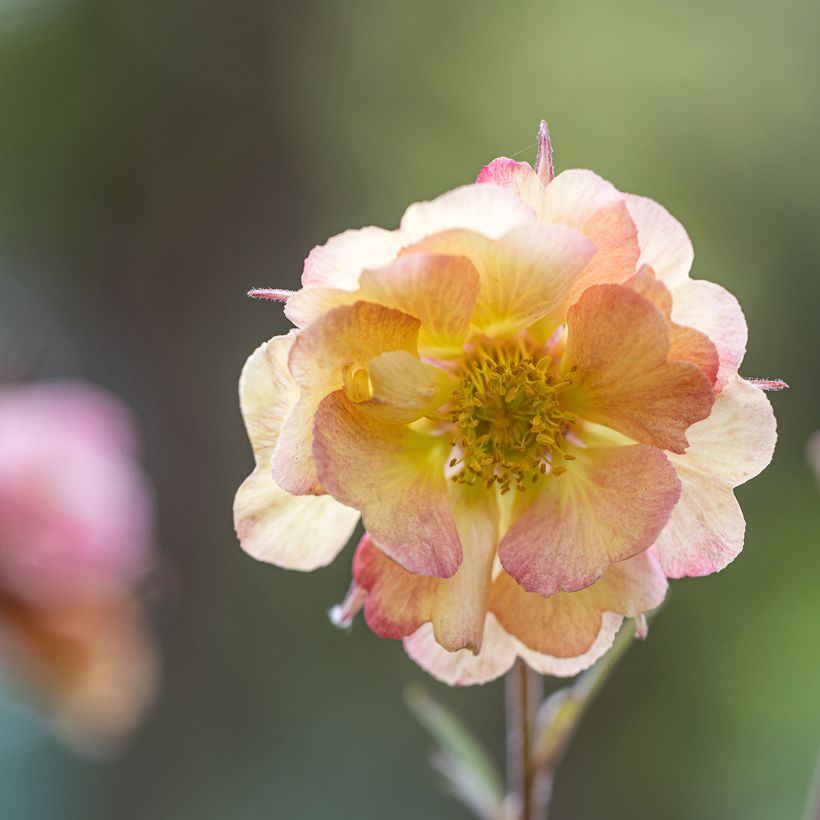 Geum Pretticoats Peach - Hierba de San Benito (Floración)