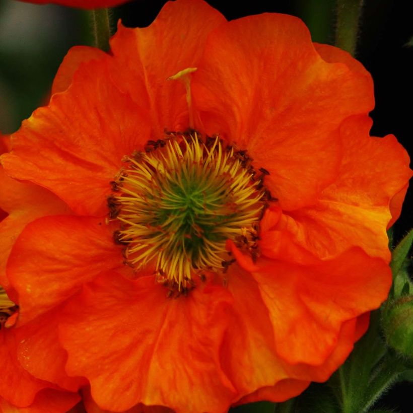 Geum Scarlet Tempest - Hierba de San Benito (Floración)