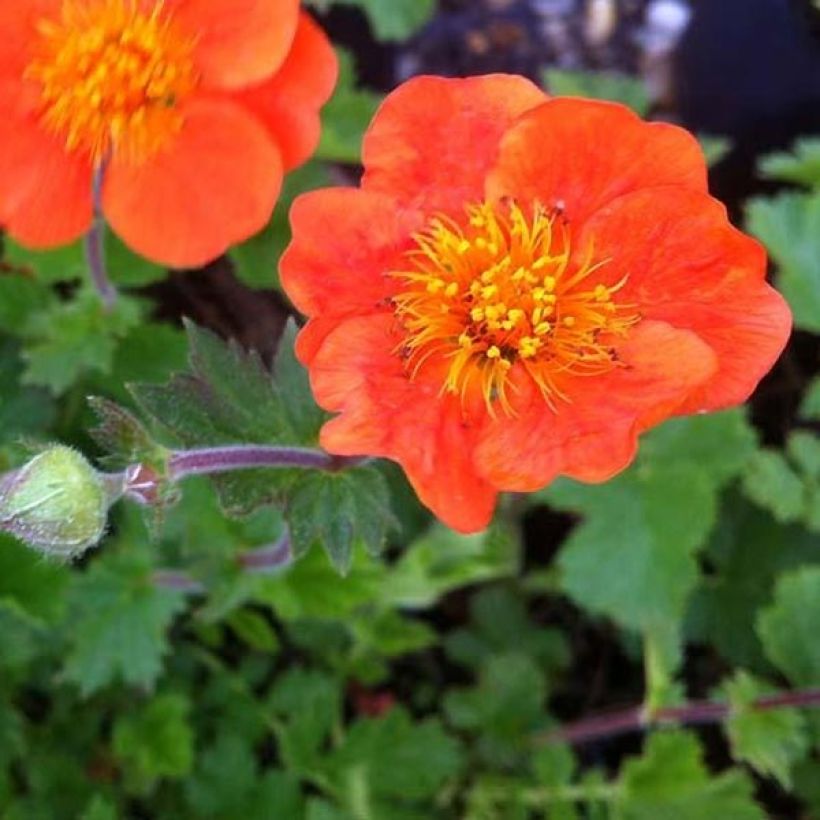 Geum chiloense Sigiswang - Hierba del Clavo (Floración)