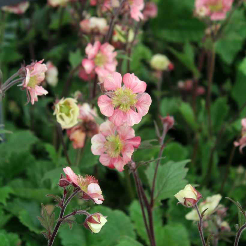 Geum Tempo Rose - Hierba de San Benito (Floración)