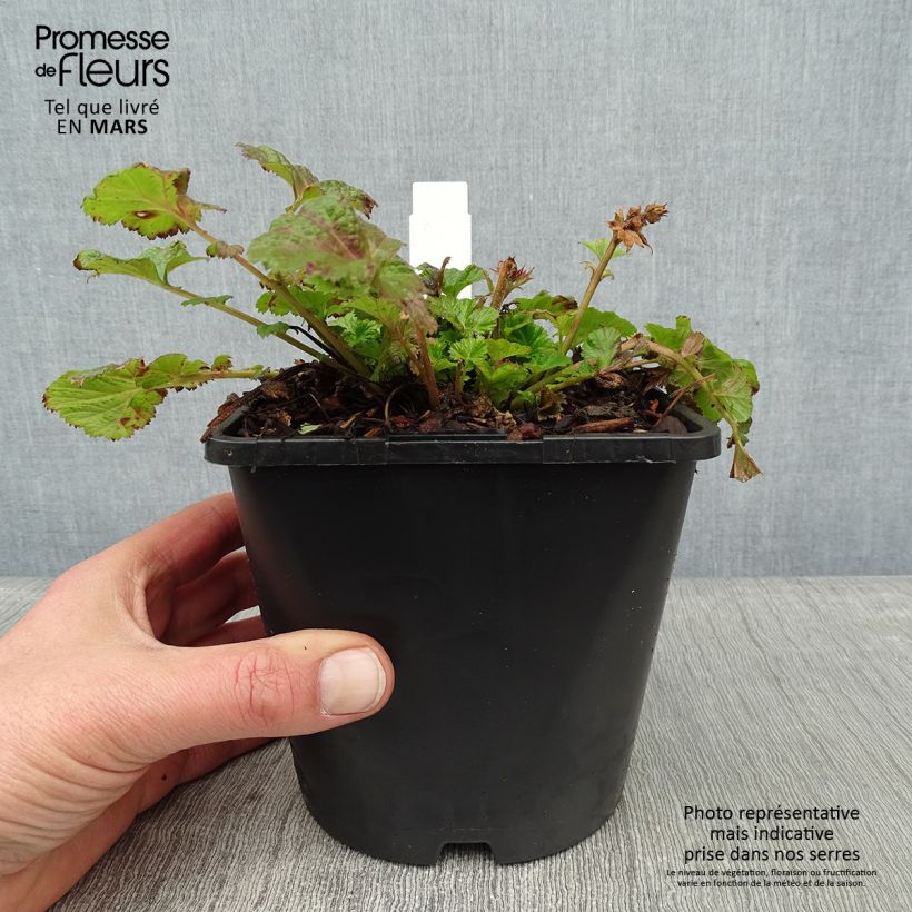 Geum Tempo Rose - Benoîte - pot de 2L/3L Ejemplar entregado en invierno