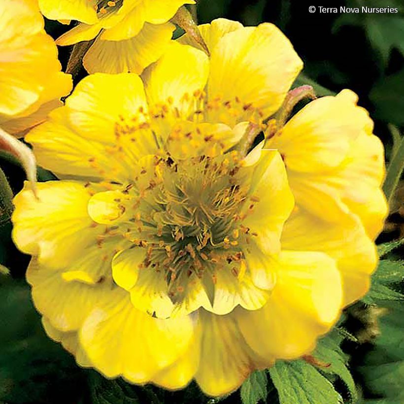 Geum Tempo Yellow - Hierba de San Benito (Floración)