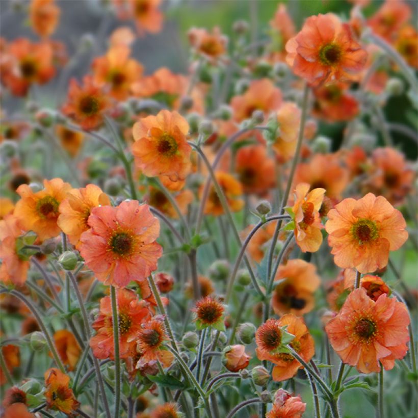 Geum Totally Tangerine - Hierba de San Benito (Floración)