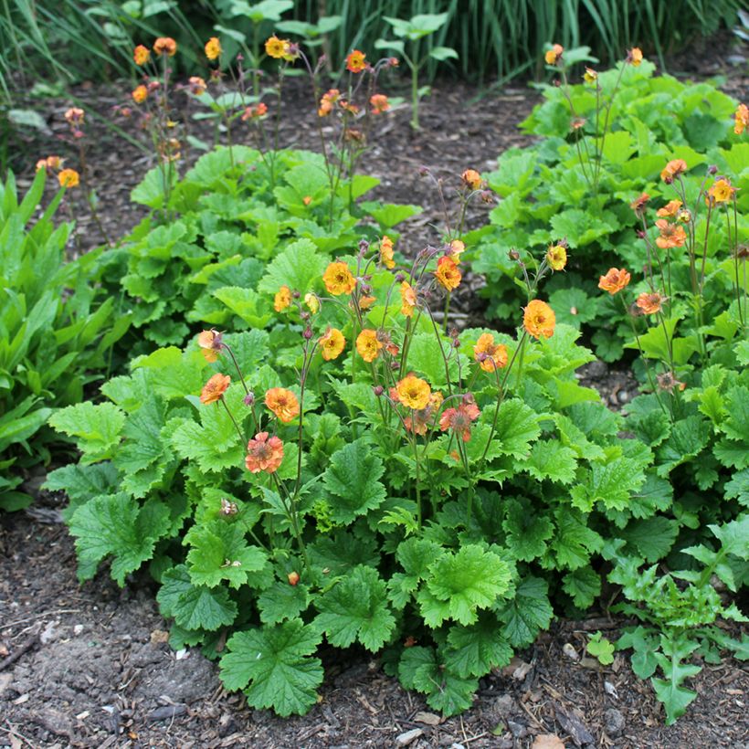 Geum Totally Tangerine - Hierba de San Benito (Porte)