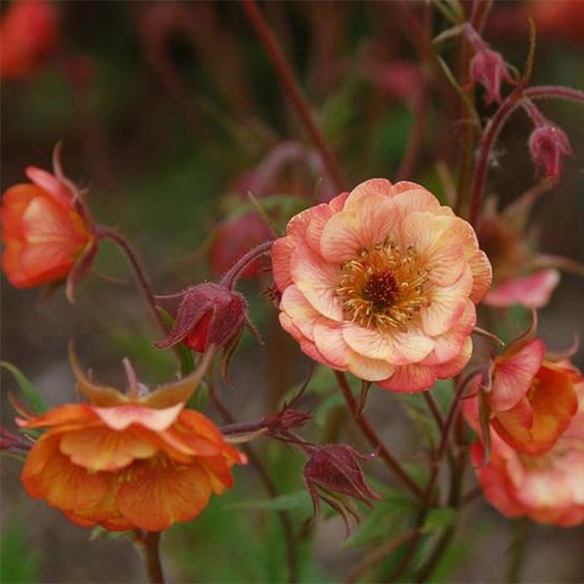 Geum coccineum Cocktail Wet Kiss - Hierba de San Benito (Floración)