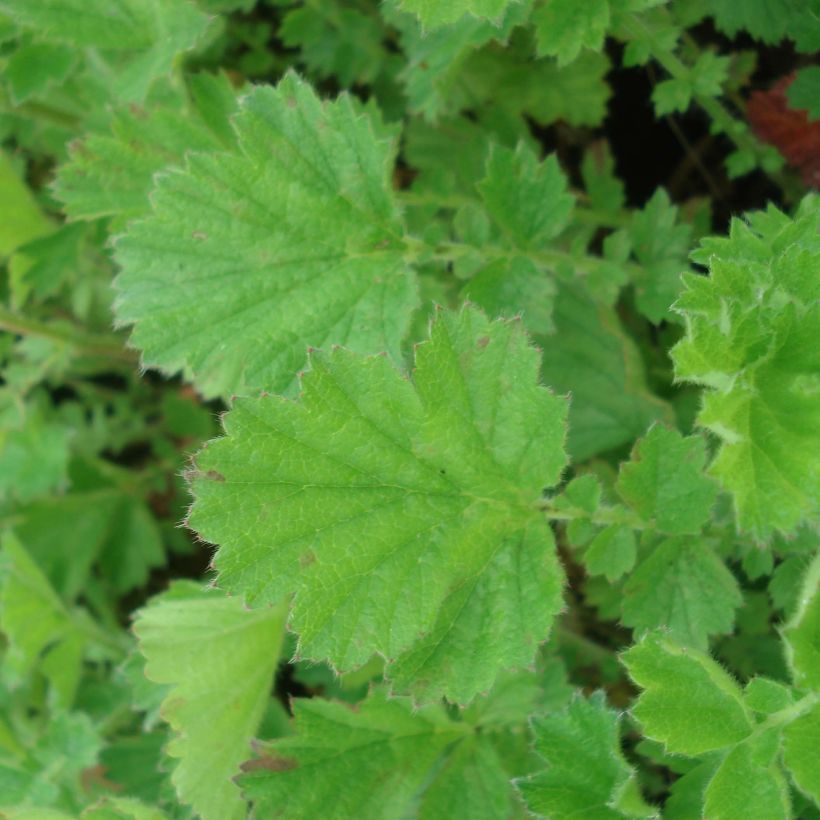 Geum chiloense Lady Stratheden - Hierba del Clavo (Follaje)