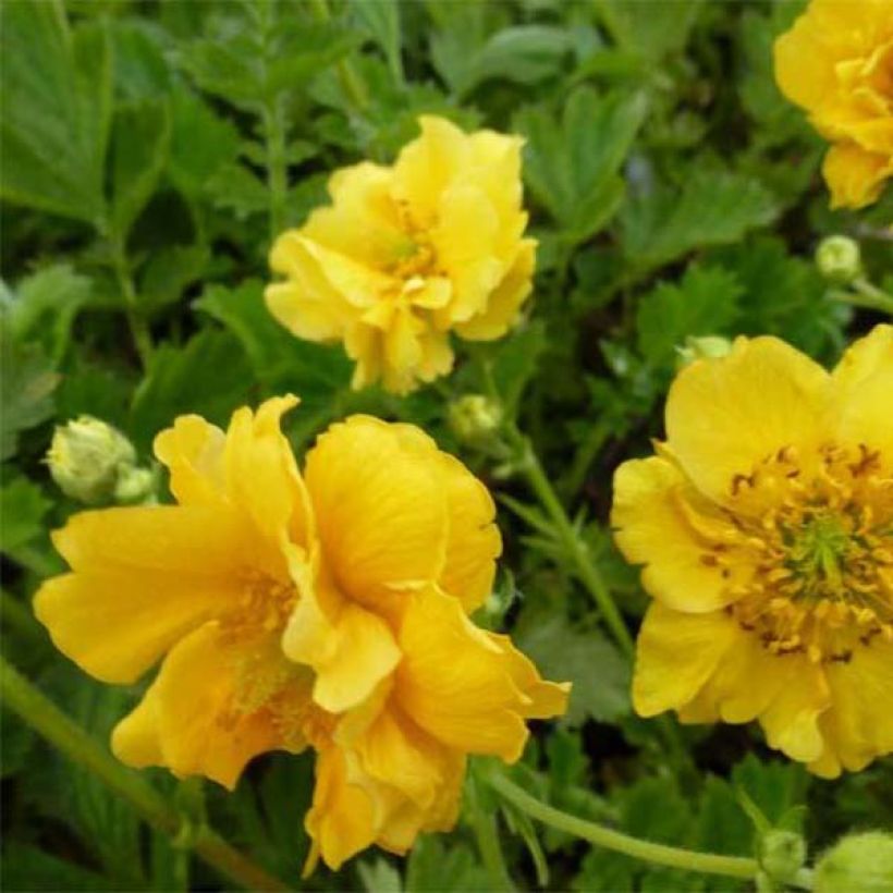 Geum chiloense Lady Stratheden - Hierba del Clavo (Floración)