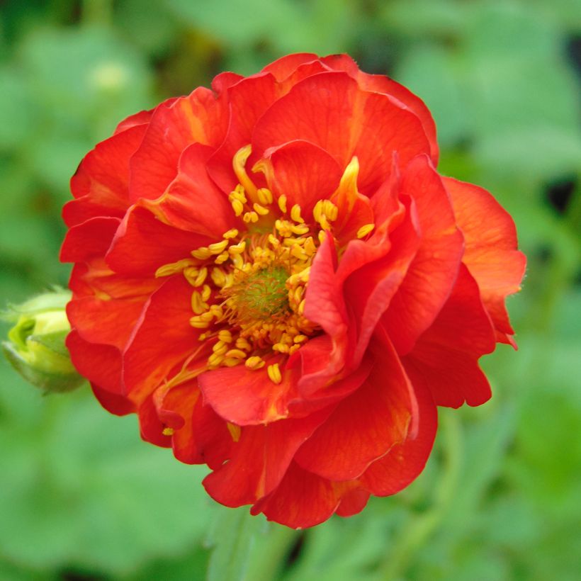 Geum chiloense Mrs Bradshaw - Hierba del Clavo (Floración)