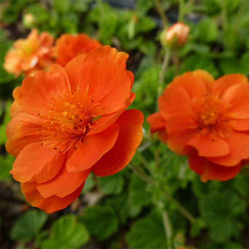 Geum coccineum Feuermeer - Hierba de San Benito (Floración)