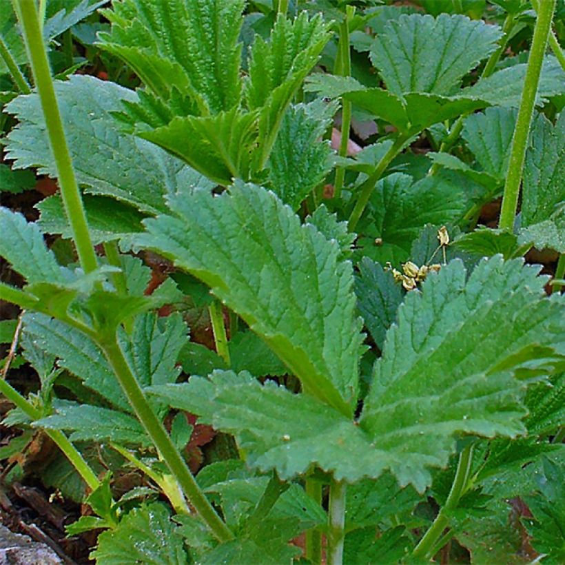 Geum coccineum Karlskaer - Hierba de San Benito (Follaje)