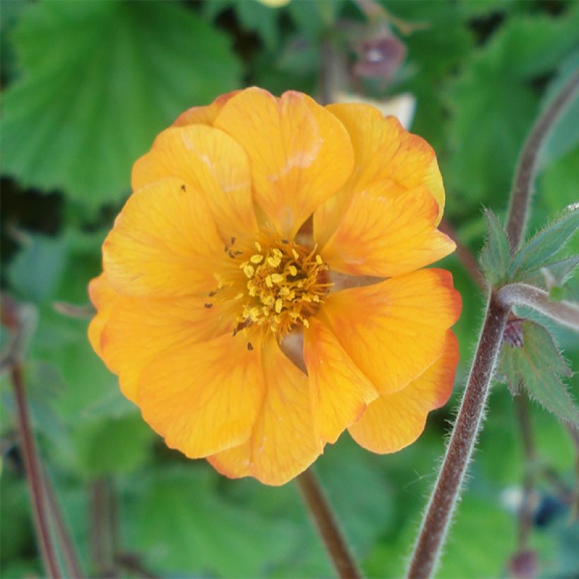 Geum coccineum Karlskaer - Hierba de San Benito (Floración)